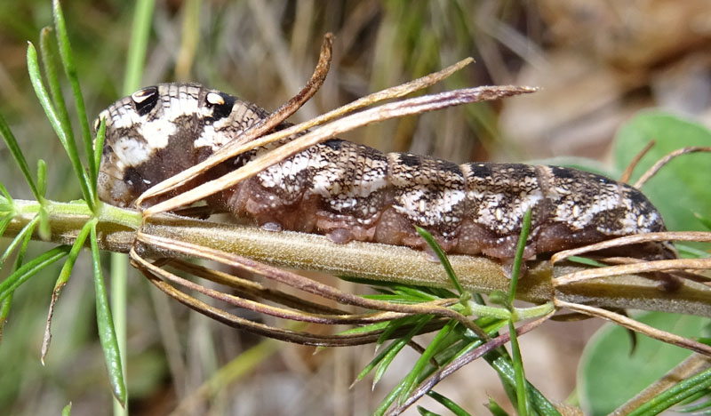 Bruco di Deilephila porcellus - Sphingidae